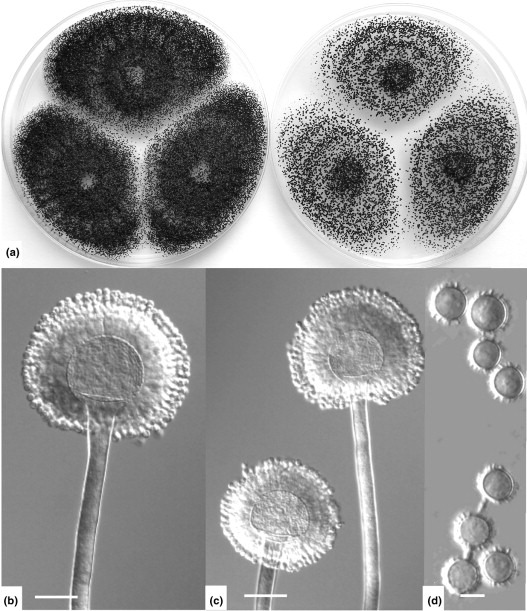 Aspergillus carbonarius