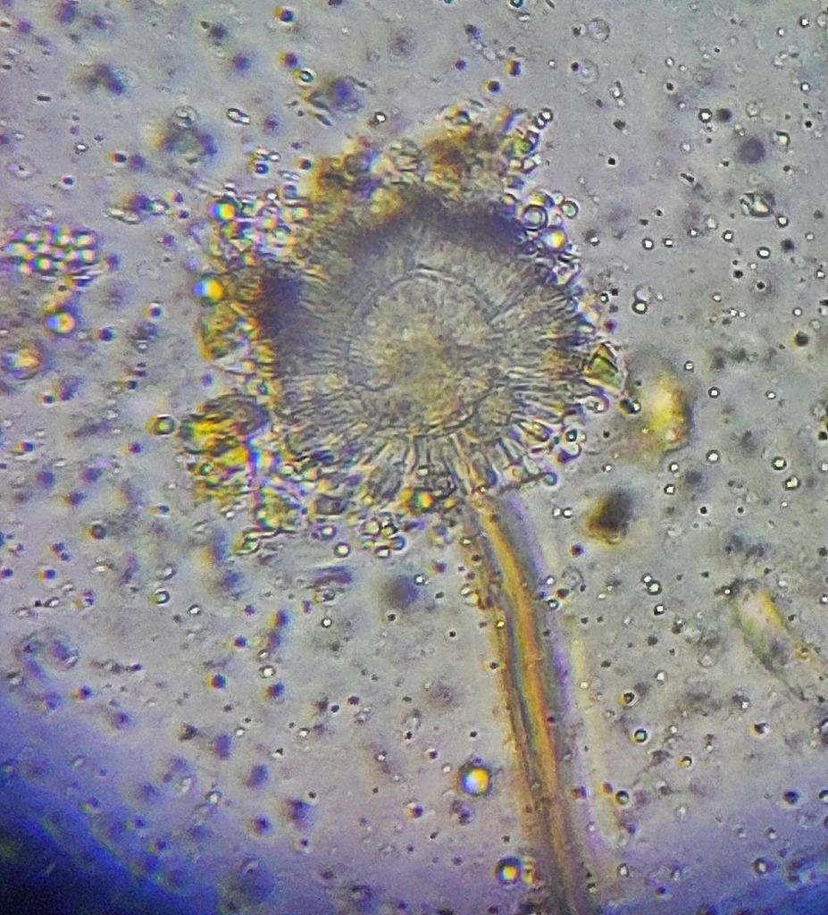 Aspergillus ochraceus