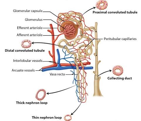 Nephron Anatomy